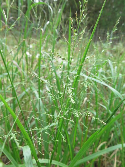 beaked panicgrass nc ecotype  Beaked Panicgrass is a native, warm-season, rhizomatous, perennial grass